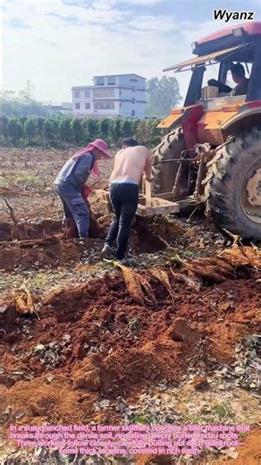 Satisfying Kudzu Root Harvest: Giant Roots Pulled by Tiller Machine! 🌾