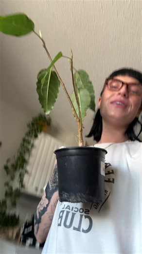 My Fig Clown (Ficus aspera) really said “let’s ruin her mental health this month.” 😮‍💨 She came home, immediately went through multiple rounds of spider mites, treatments, a move, and then decided to start crisping, browning, and dropping leaves like it was her job. So we started over. Pulled her out, replaced the soil with Plant King soil (Canadian company 🇨🇦) and honestly… I’m impressed. Their mixes are super chunky, airy, and nutrient rich, which is exactly what tropical plants like this 