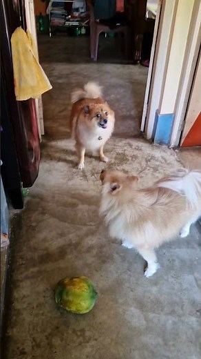 😊 দিদু পেঁপে দিয়ে গেছে #dog #shorts #doglover