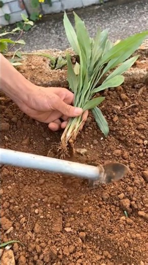 Planting wheat Tutorial #Farming #shorts