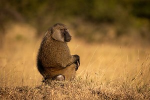 Olive Baboon Facts & Info: A Guide to the Skilled African Foragers