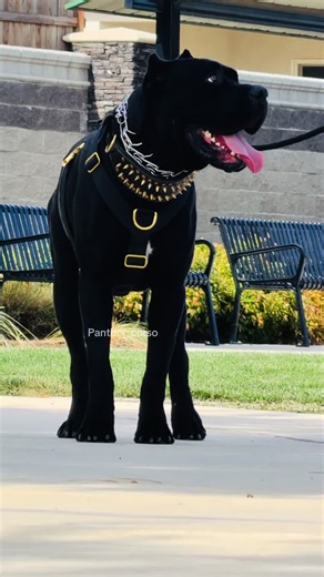 #foryoupage #video #tiktok #doglover | cane corso dog