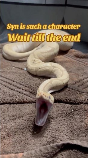 Royal ball python is so cute wait till the end to see her adorable little yawn #ballpython #reptiles