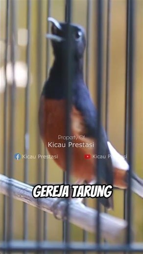 Murai batu full isian gereja tarung