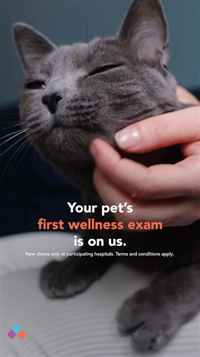 Get your pet’s first exam for FREE.* 🐱 | VCA Animal Hospitals