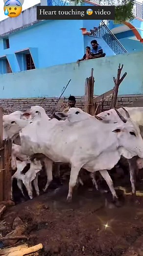 53K views · 22K reactions | Heart touching video凉 @naveen_navi9195 #love #pet #naveen_navi9195 #fav #animal #pets | Naveen Goud Ch | Facebook