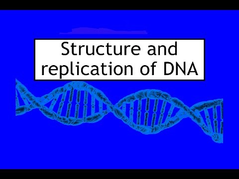 1.2 Structure and Replication of DNA Section 2 DNA Replication