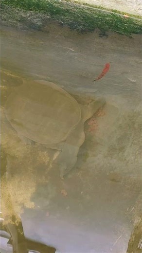 The softshell turtles in the pond apparently want to eat this