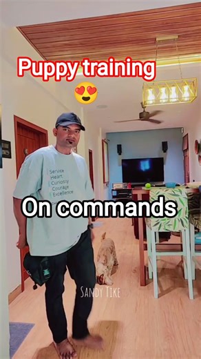 Puppy training 🐾 | commands | learning| @meetsweety_2000