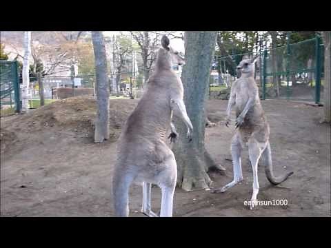 カンガルーの鳴き声