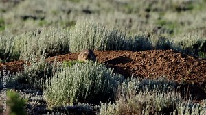 White-tailed Prairie Dog at his burrow at Arapaho National Wildlife Refuge in Colorado