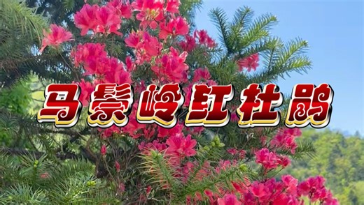 安徽马鬃岭崖壁野生映山红太有韵味了（六安.金寨）