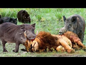 Warthog Dominates The Forest When He Bravely Kills Lions To Protect His Cubs - Leopard Vs Baboon