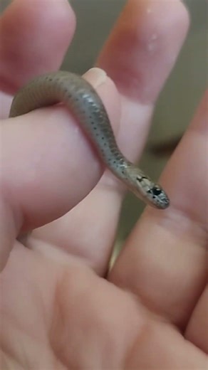 Baby snake #snake