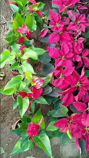 Poinsettia plant, scientifically known as Euphorbia pulcherrima | Anthurium plants