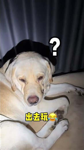 狗子：大半夜的不睡觉、玩你个头啊！#狗狗#萌宠出道计划#动物的迷惑行为#养狗人#与狗的日常对话