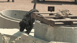 CBS News Sunday Morning:From rescues to rescuers: Training search dogs