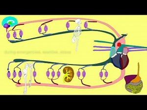 VASOCONSTRICTION DIRECTING BLOOD FLOW