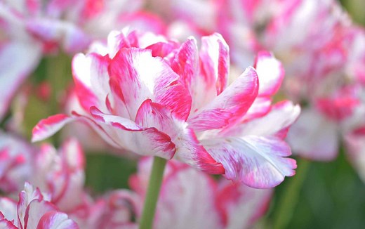 Add Peony Tulips to Your Garden for a Colorful Cutting Flower