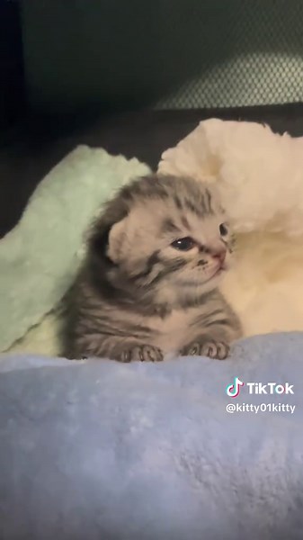 Cute Cat Videos Compilation: Adorable Kitty Moments