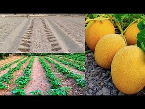 Growing melons on a large plot of land at home (full video)