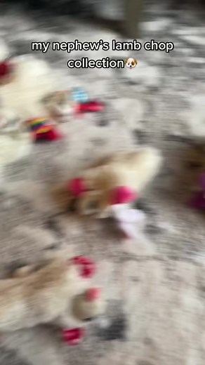 Spoiled Dog with Lamb Chop Toy - Does he need more?