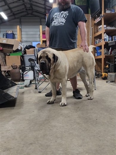 Exploring Big Paw Mastiffs and Their Gentle Nature