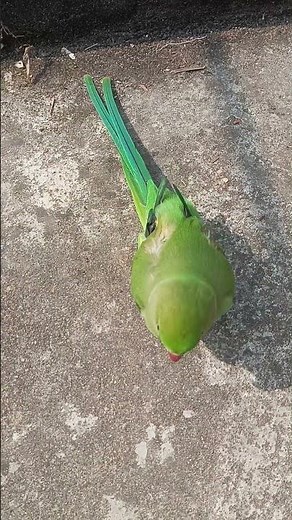 "Mitthu Sabko Kaṭ Raha Hai 😱 | Angry Parrot Funny Moments | Talking Parrot Video"