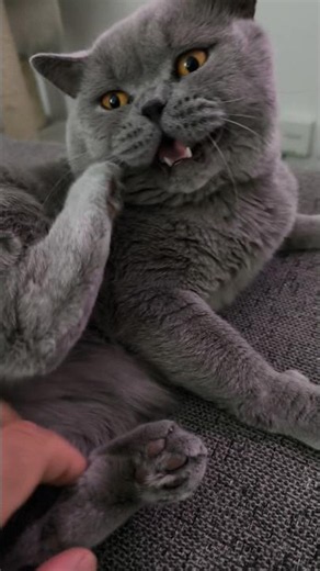 I Accidentally Woke My Cat… Instant Reaction 😹