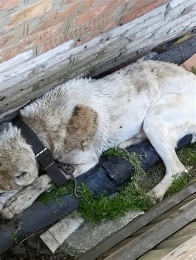 Injured and weak, this brave dog stubbornly held on, his heart aching for kindness to reach him before all hope vanished. This incredible odyssey offers compelling evidence of the infinite value of all existence. | Real Imagination