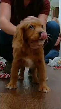 Golden Cavalier Breed Guide | Sweet, Gentle & Full of Joy | Georgia Dog Club