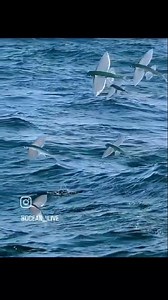 If you've never seen a Flying Fish fly, then here's your chance to see it live🐟 @ocean_live | Beautiful Barbados