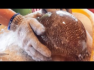 Amazing Skills Cutting Living Cuttlefish at Seafood Market in Taiwan