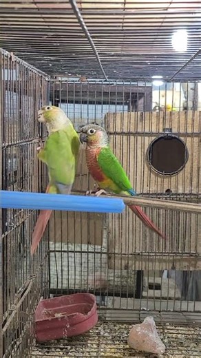 Pineapple Conure Parrots
