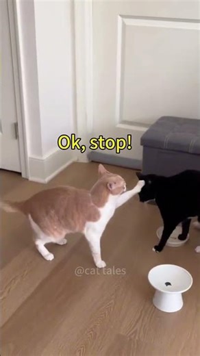 Kočka na videu