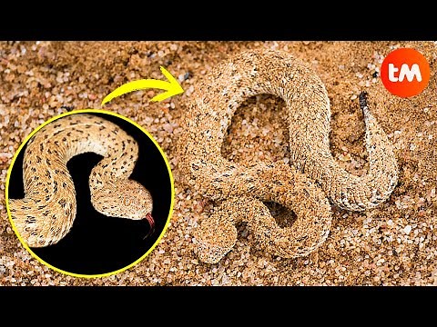 10 SNAKES With INCREDIBLE CAMOUFLAGE 🐍