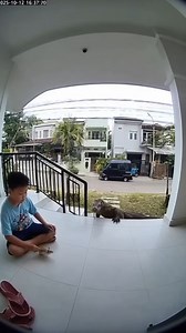 Terrifying Komodo Dragon Attack Caught on Camera Watch full the rescue in comment! | Chanson de Lune