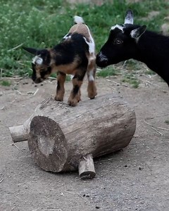 Mini goats, maximum adorableness! 🐐💕 | Love This