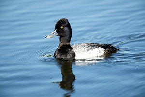 Pato Canadiense/Lesser Scaup/Aythya affinis | Birds Colombia | La Voz de las Aves