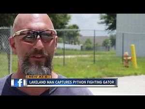 Video shows Florida man catch python as it strangles gator
