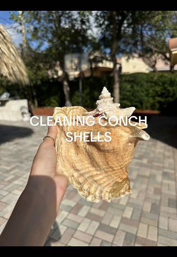 Cleaning Conch Shells: A Step-by-Step Guide