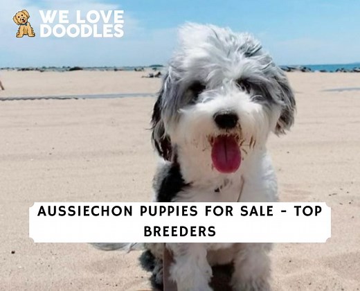 Aussiechon Puppies For Sale: Top 6 Breeders! - We Love Doodles