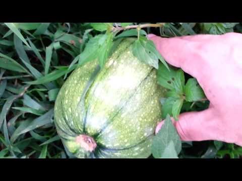 Pumpkins Growing Along With Weeds And Grass!!!!! - "Do Nothing Farming" / Fukuoka Style