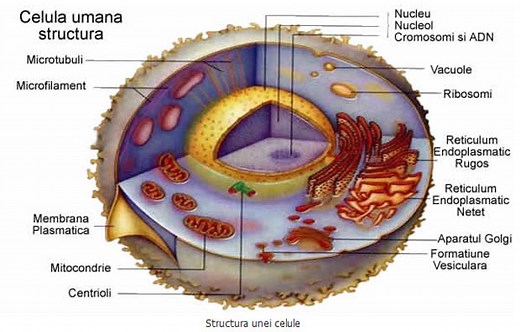 Diviziunea celulară pe înţelesul tuturor