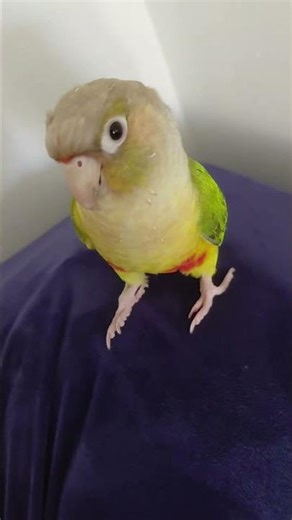borb