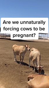 2.3K views · 19 reactions | A cow is accepting of a breeding every 21 days until she becomes pregnant. This is true in the wild or on a farm. It’s the same with AI or a bull. #heat #breed #whyai #ai #dairy #farm #pregnancy #bred #dairydoc #dairykind | Dairy Doc | Facebook