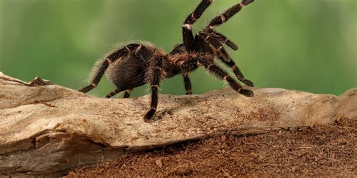 This tarantula named Stress has adorable "toe beans" just like a cat