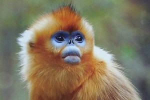 Golden snub nosed monkey - Alchetron, the free social encyclopedia