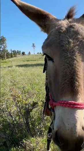 Will My Donkey Be Brave Enough to Hit the Trail With a Horse?