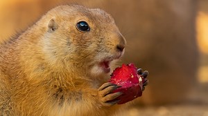 Snack Time for a Hungry Prairie Dog